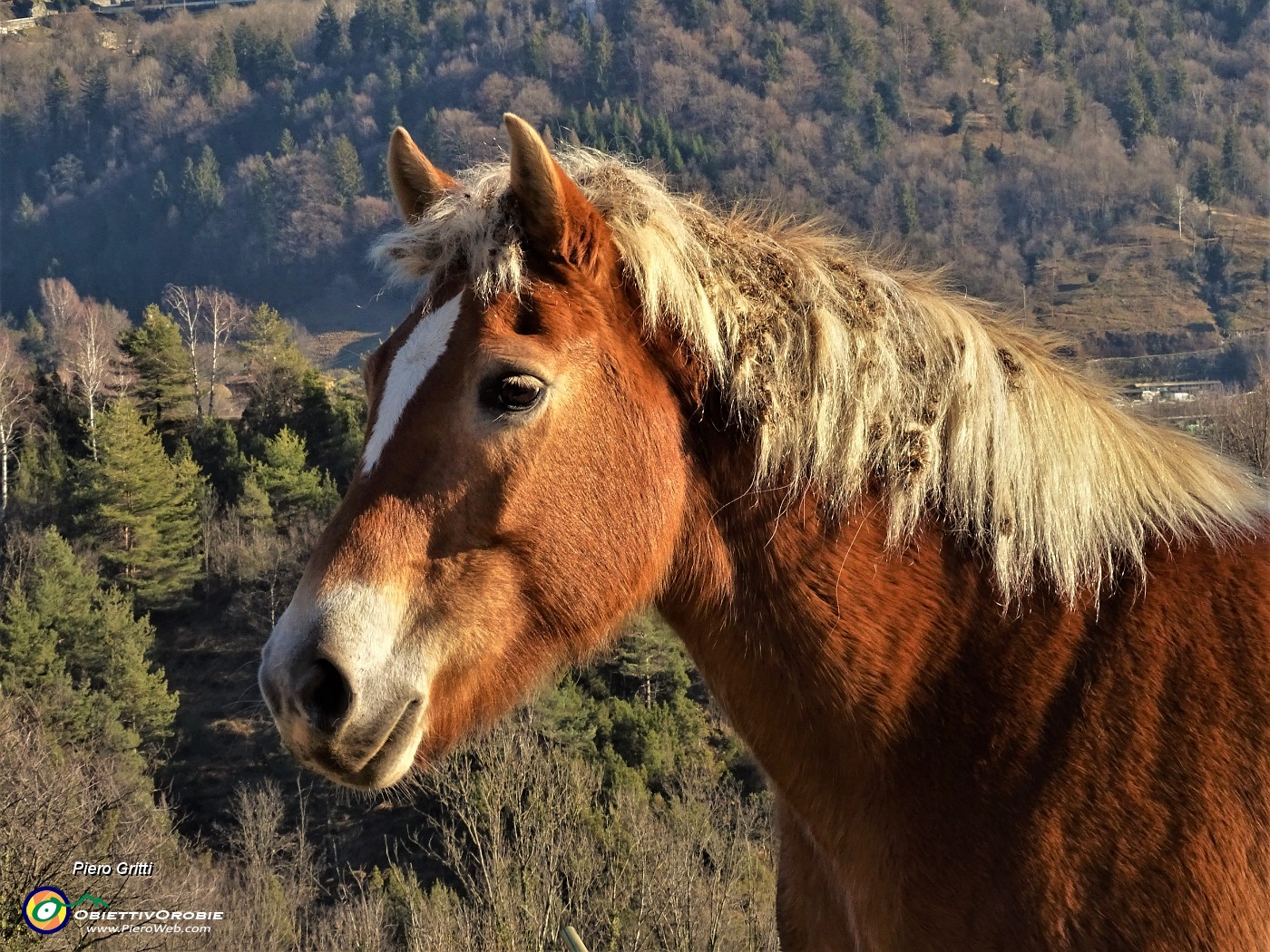 20 Bel cavallo .JPG